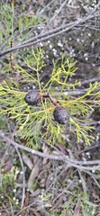 Petrophile pulchella, photograph (c) SatNavSaysStraightOn, some rights reserved (CC BY)
