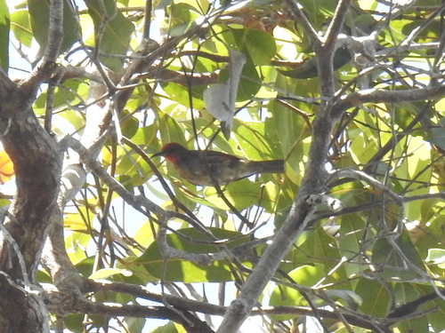 Myzomela cruentata observed 2026-08-18