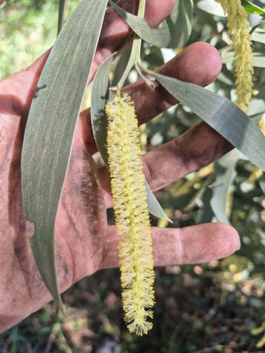 Acacia concurrens