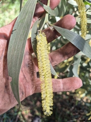 Acacia concurrens