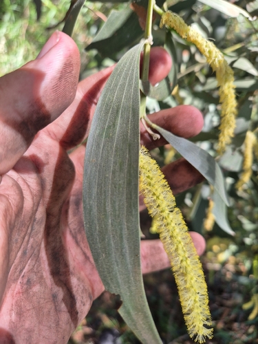 Acacia concurrens, photograph 2