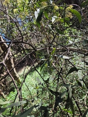 Acacia concurrens, photograph author not stated, no rights reserved