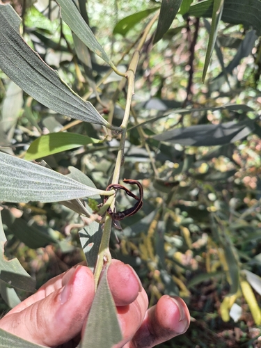 Acacia concurrens, photograph 4