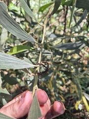 Acacia concurrens, photograph author not stated, no rights reserved