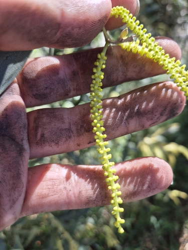 Acacia concurrens, photograph 5