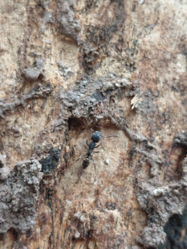 Odontoponera denticulata