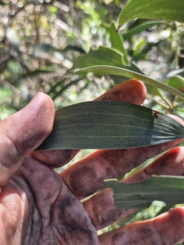 Acacia concurrens, photograph 6