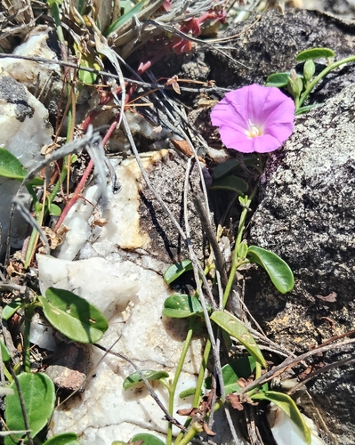 Polymeria calycina, photograph 3