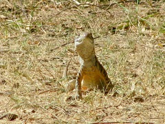 Leiolepis belliana