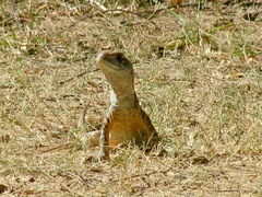 Leiolepis belliana