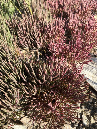 red glasswort