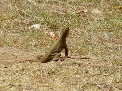 Leiolepis belliana