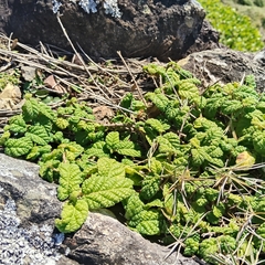 Acalypha nemorum
