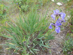 Iris hookeri