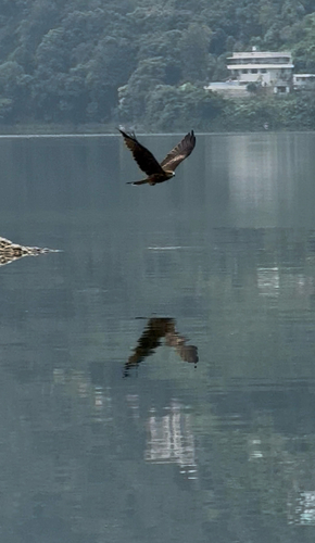 Black Kite