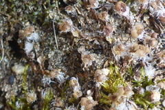 Mannia fragrans