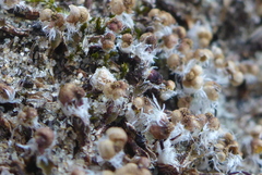 Mannia fragrans