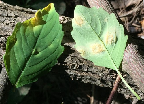 Ferrugem-da-folha (Puccinia recondita f.sp. tritici)