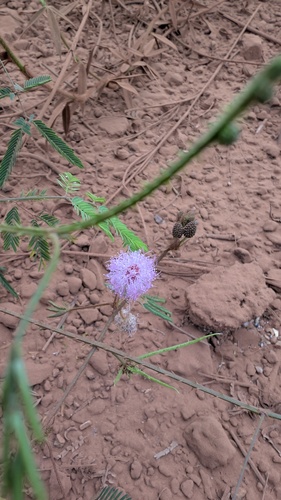 Sensitive Plant