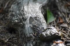 Celastrina idella