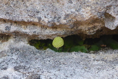 Mannia triandra