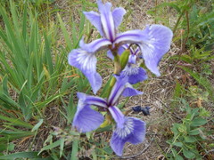Iris hookeri