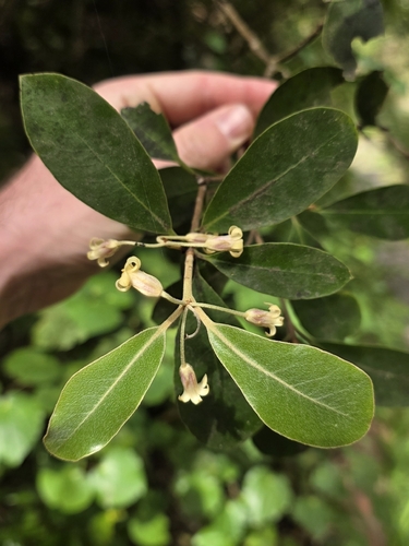 Pittosporum huttonianum