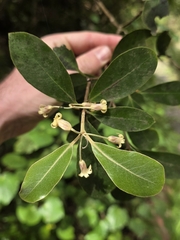 Pittosporum huttonianum