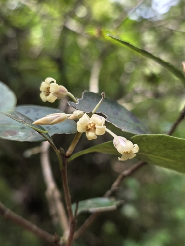 Pittosporum huttonianum, photograph 2