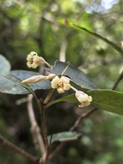 Pittosporum huttonianum, photograph author not stated, no rights reserved