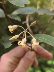 Pittosporum huttonianum, photograph author not stated, no rights reserved