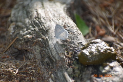 Celastrina idella