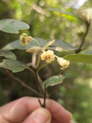 Pittosporum huttonianum, photograph author not stated, no rights reserved