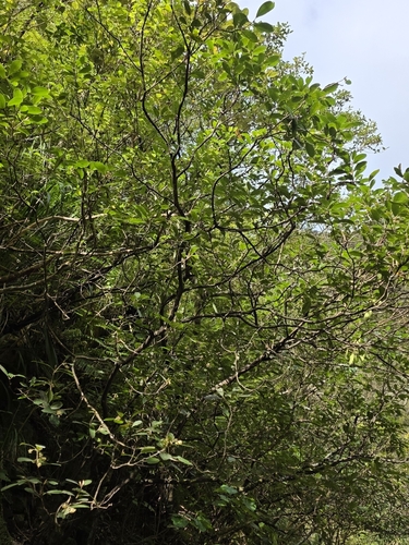 Pittosporum huttonianum, photograph 5