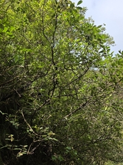 Pittosporum huttonianum, photograph author not stated, no rights reserved