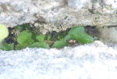 Mannia triandra