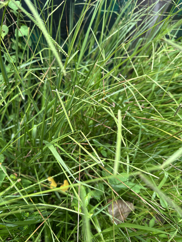 Paspalum orbiculare observed 2026-08-21