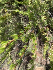 Parabacillus hesperus