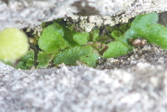 Mannia triandra