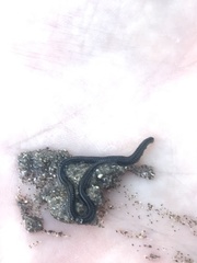 Eulalia microphylla
