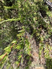 Parabacillus hesperus