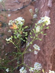 Lepidium montanum