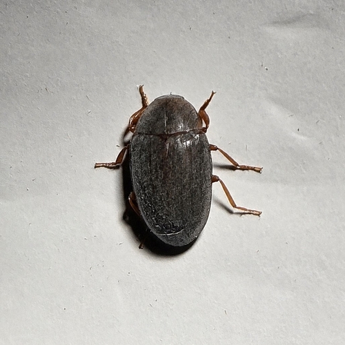 Hyporhagus punctulatus