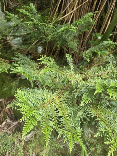 Libocedrus plumosa, 2026-08-21
