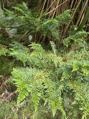 Libocedrus plumosa