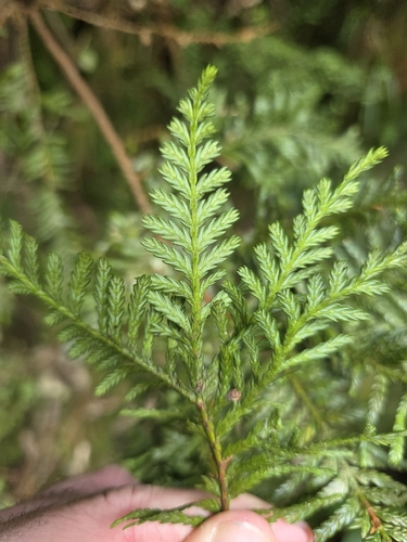 Libocedrus plumosa, photograph 2