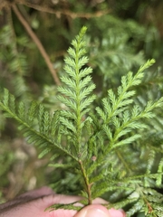 author not stated, no rights reserved Libocedrus plumosa, photograph author not stated, no rights reserved