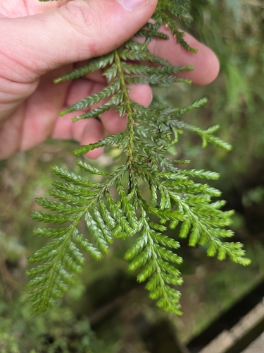Libocedrus plumosa, photograph 3