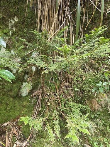Libocedrus plumosa, photograph 4