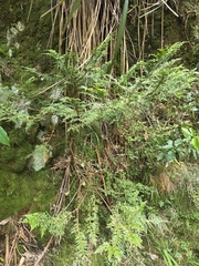 author not stated, no rights reserved Libocedrus plumosa, photograph author not stated, no rights reserved